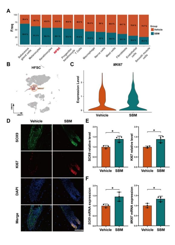 詩碧曼精華液（SBM）上調毛囊干細胞（HFSC）中SOX9和MKI67的表達